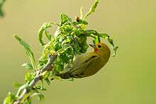 Fire-capped tit