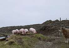 Five pigs on a farm in Wales