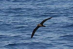 Flesh-footed shearwater in flight over the sea