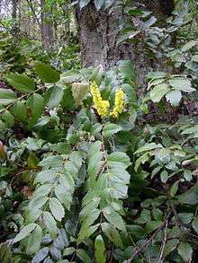 A low shrub with long branches with spiny leaves is blooming at the base of a large tree. The shrub's two or three yellow blooms are vertical and conical.