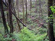 A dead tree in a forest has fallen against other trees. Its long trunk has assumed a bow shape.