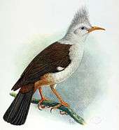 Painting of brown-and-white bird on a branch, with a shorter head tuft