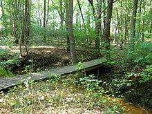 Daylight photograph of wooden bridge over water in a forest