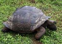 Tortoise of the C. porteri species has a rounded shell shaped like a dome.