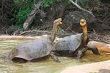 Two tortoises with their necks extended