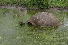 A tortoise somewhat submerged in a green outdoor pool full of algae