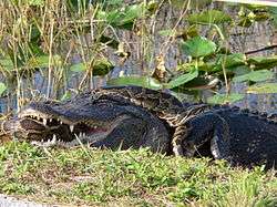 An alligator on a bank with a large snake in its mouth that has also wrapped itself around the alligator