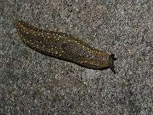 The right side of a dark slug with yellow spots, head to the right.