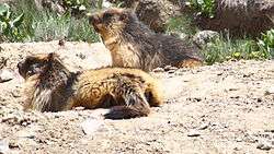 Two large, furry rodents resting on the ground