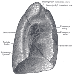 The left lung