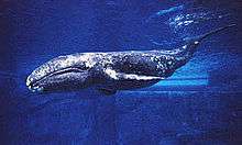 A gray whale calf swimming in a tank