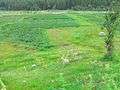 Greenery fields of Kumrat.jpg
