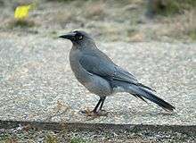 dark grey crow-like bird walking on pebbled path