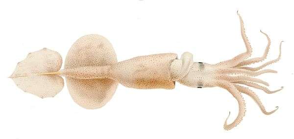 Adult Grimalditeuthis bonplandi