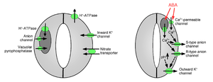 diagram of ion channels controlling stomatal aperture