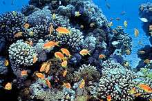 underwater view of a shoal of small bright orange fish swimming around corals.