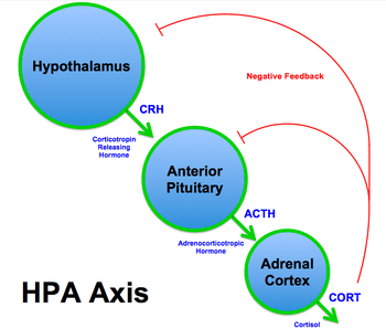 Diagram of the HPA axis