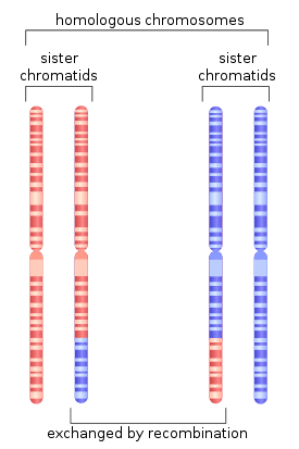 Depiction of chromosome 1 after undergoing homologous recombination in meiosis