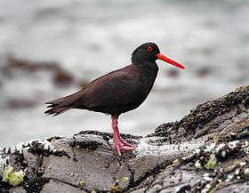 Sooty Oystercatcher standing on a rock