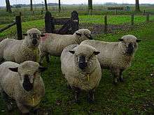 A flock of Hampshires