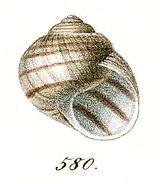 Helix figulina shell