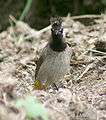 Himalayan Bulbul I IMG 3004.jpg