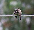 Himalayan Bulbuls - Himachal- I IMG 3118.jpg