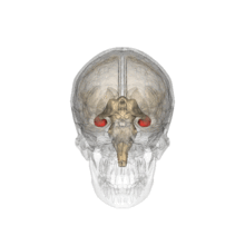 a transparent skull shows the two curved tubes of the hippocampus