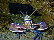 A blue-coloured lobster face-on: the claws are raised and open. The inside edges of the stocky right claw are covered in rounded protrusions, while the left claw is slightly slimmer and has sharp teeth.