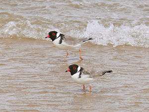 Pair of hooded plovers standing in shallow water