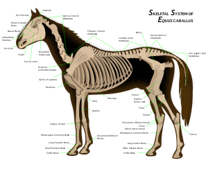 Diagram of a horse skeleton with major parts labeled.