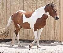 A bay tobiano