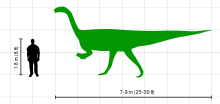 A silhouette drawing of Plateosaurus in lateral view, and a human male. The dinosaur is depicted as a biped. The 1.8 m tall (6 ft) human does not reach hip height of Plateosaurus.