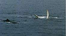 Photo of two whales, one lies on its back with fins outstretched above the surface