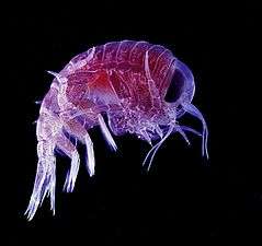 Photo of mostly-translucent, many-legged, bug-like creature