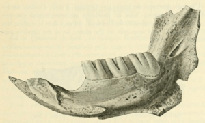 Jawbone with three molars