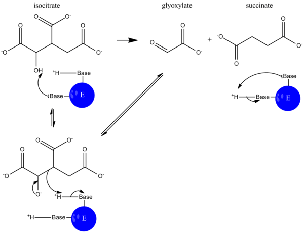 ICL-catalyzed reaction