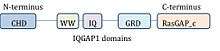 Domains of IQGAP1.