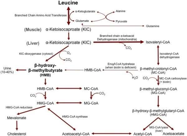 HMB biosynthesis and metabolism diagram
