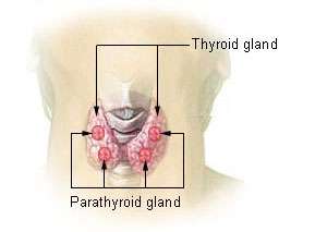 Location of the thyroid and parathyroid glands in front of the layrnx.