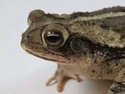 Head view of a toad