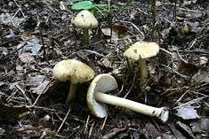 Four light yellow mushrooms growing from dark soil. One has been pulled from the Earth, and lies on its side.
