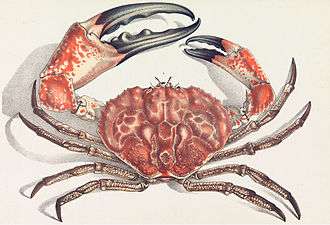Tasmanian giant crab facing up with large left claw