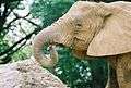 Jackson Zoo African Elephants.jpg