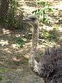 Jackson Zoo Ostrich.JPG