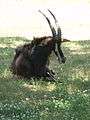 Jackson Zoo Sable Antelope.JPG