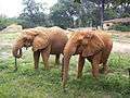Jackson Zoo Two African Elephants.jpg