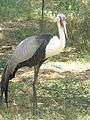 Jackson Zoo Wattled Crane.JPG