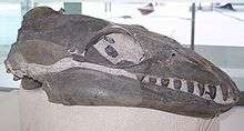 The skull of Janjucetus with a long, slender head similar to dolphins (without the depression for the melon) and with teeth