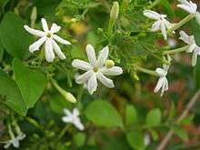 Mysore Jasmine  (Jasminum grandiflorum